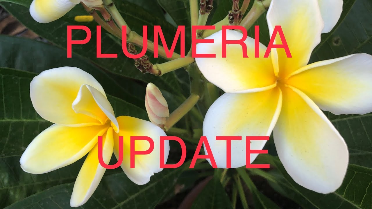 Easy Grow PLUMERIAS outdoors in Northern California? Update Z9b🌺 Tips