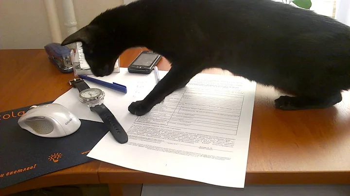 Watch the video about Young Oriental shorthair cat hunts for swiss wristwatches LeTemps Octopus