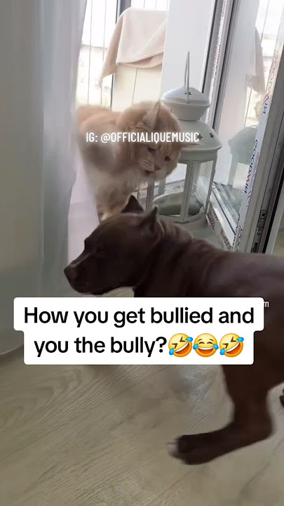the bully gets bullied🤣#funny #cat #dog #catshorts #dogshorts #americanbully #istanbul #gohard #ique