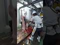 Open pig carcass disc saw Schweinekadaver offene Scheibensäge 豚の死体オープンディスクソー