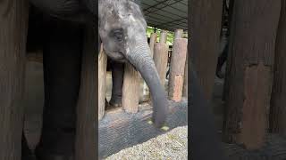 I GAVE FOOD TO 100 ELEPHANTS IN NEED! #shorts