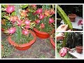 👉 COMO PLANTAR PITAYA NO VASO PARA PRODUZIR EM APENAS 3 MESES 🌳👍😘