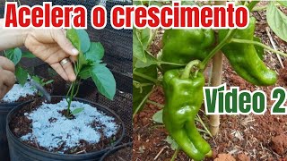 SÉRIE: COMO PLANTAR PIMENTÃO EM VASO,ADUBAÇÃO PERFEITA #EP:02