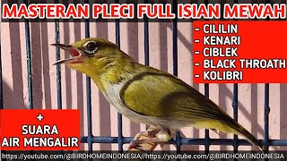 Masteran Pleci isian mewah full roll tembak cililin panjang, full wit wit zipper kenarian, guacorr!!