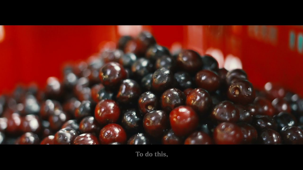 The family-run tradition of the Picota Cherry