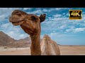 4kcamel in desert royalty free footage royaltyfree kohelixcam