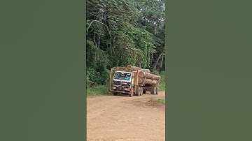 Arrival of logging truck in sawmill factory! #shortstrending #logging