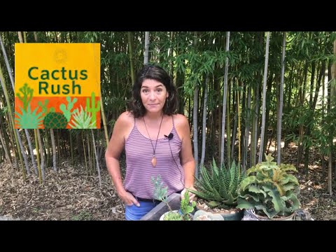 Видео: Agave Snout Weevil Control - Информация за Snout Weevil Увреждане на Agave & Yucca