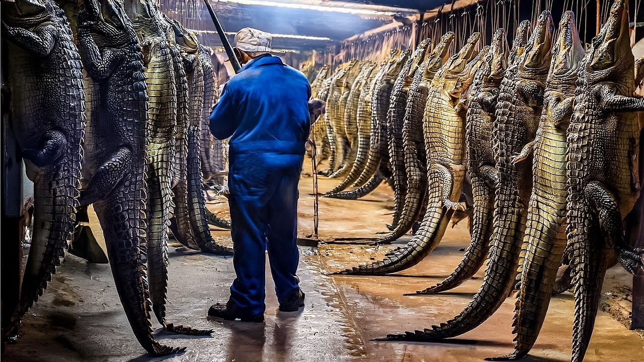 Внутри цеха по переработке крокодилового мяса: от живых животных до упакованного мяса.
