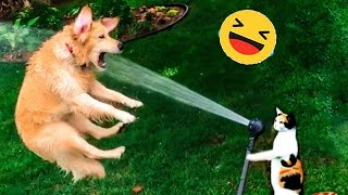 Funny Dogs And Cats Videos 2023 😅 - Best Funniest Animal Videos Of The Month  #19 by AAAF Pets 6,708 views 5 months ago 12 minutes, 31 seconds