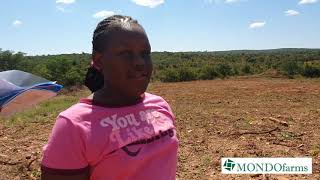 How we started our first pine tree plantation in Chongwe Zambia