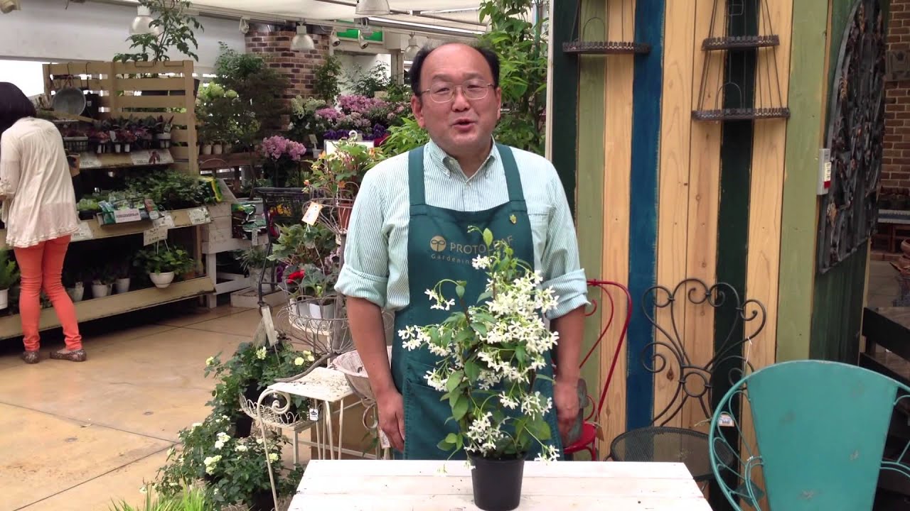 コンテナでジャスミンを育てる方法 成長する花