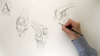 Knee Anatomy - Anatomy Master Class for figurative artists