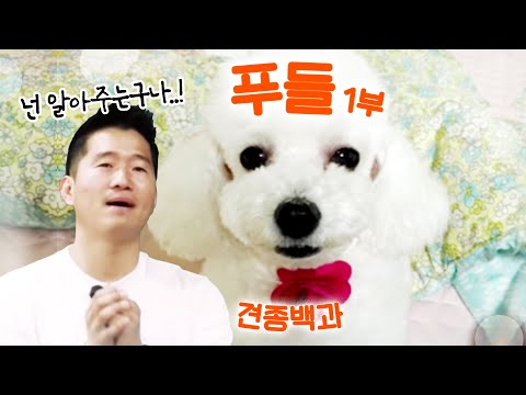 푸들 편 1부｜강형욱의 견종백과