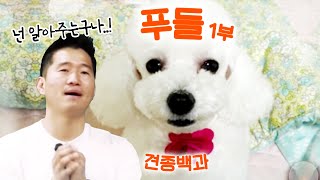 푸들 편 1부강형욱의 견종백과