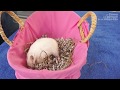 Selección Hamster 01 - -Parto, crías, comida, solo o en compañía, cuando llevarlo al veterinario