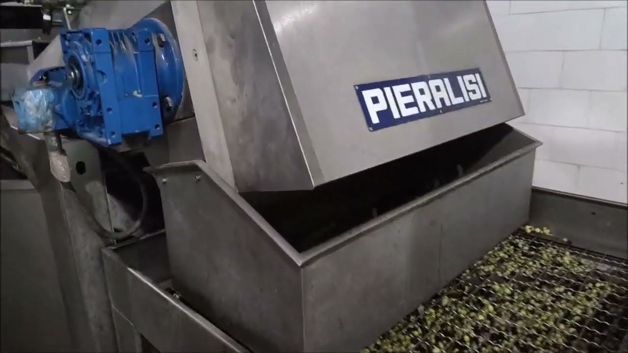 Extraction huile d'olives Bio Ain-séfra Wilaya de Naama