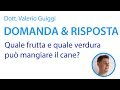 Quale FRUTTA e quale VERDURA può mangiare il cane? - Domanda&Risposta #1