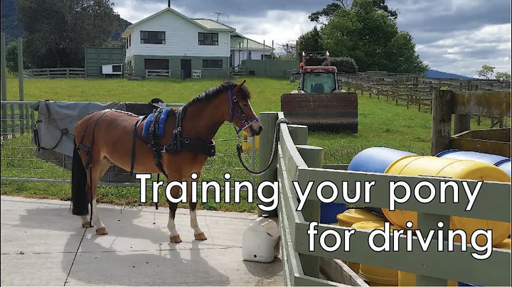 Working with Young and Green Ponies in Harness - C...