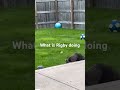 Bros jus here to hav a fun time #shorts #coolanimals #animalsightings #funnyanimals #yt #racoons #tv
