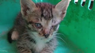 Rescue Stray Kitten Not Feeling Well His Adopted Mother And Siblings Feeling Hungry