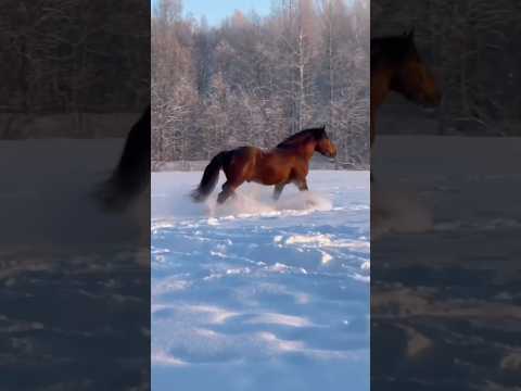 “Why Are Horses’ Tails Grown So Long?  🤯