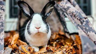 Rabbit's Homecoming Dilemma: Does This House Belong to Me?