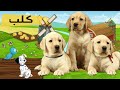 اصوات و اسماء حيوانات المزرعة | اصوات الحيوانات لـ أطفال الروضة والمدرسة farm animals