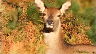 Female Red Deer barking.