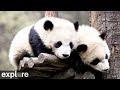 Wolong grove panda cam powered by exploreorg