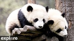Explore Bears & Bison - YouTube