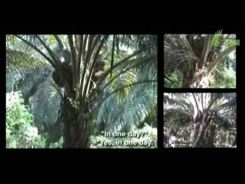 Etani Product : For Harvesting Oil Palm Fruit
