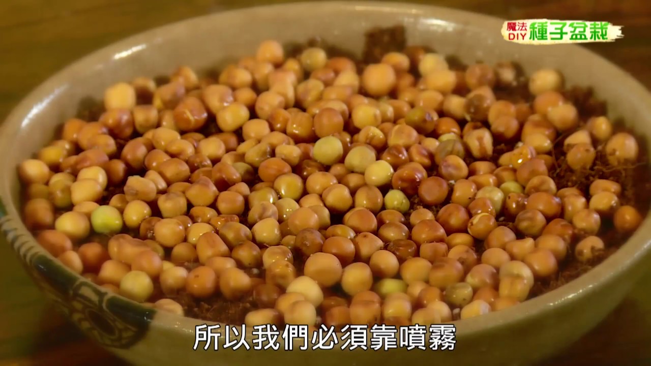 種子盆栽diy教學 芽菜陽光組 豌豆苗 蕎麥 向日葵芽 Youtube