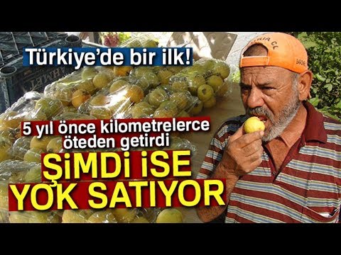 Video: Guava Sığırı