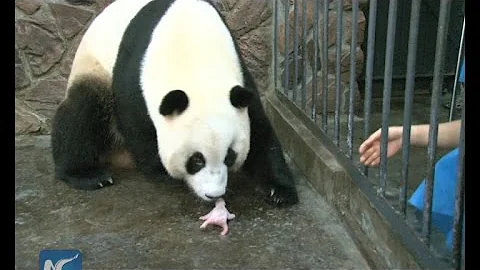 Giant panda cub dies 5 days after birth - DayDayNews