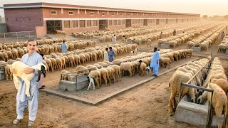 Goats and Sheep Farming | New Business Idea 2026 | Dayzee Farms #goat #farming #business
