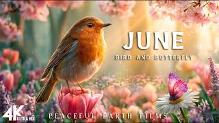Summer Bloomscape 4K | Beaitiful Birds & Butterflies | Gentle Piano Relaxation