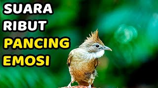 Download Lagu Kapas Tembak Gacor Terbaik! Super Panjang dan Jernih untuk Burung Kicau MP3