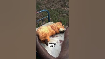 Thumbnail of SUEÑO RARO DE CAPIBARA el MEME más RANDOM del MUNDO