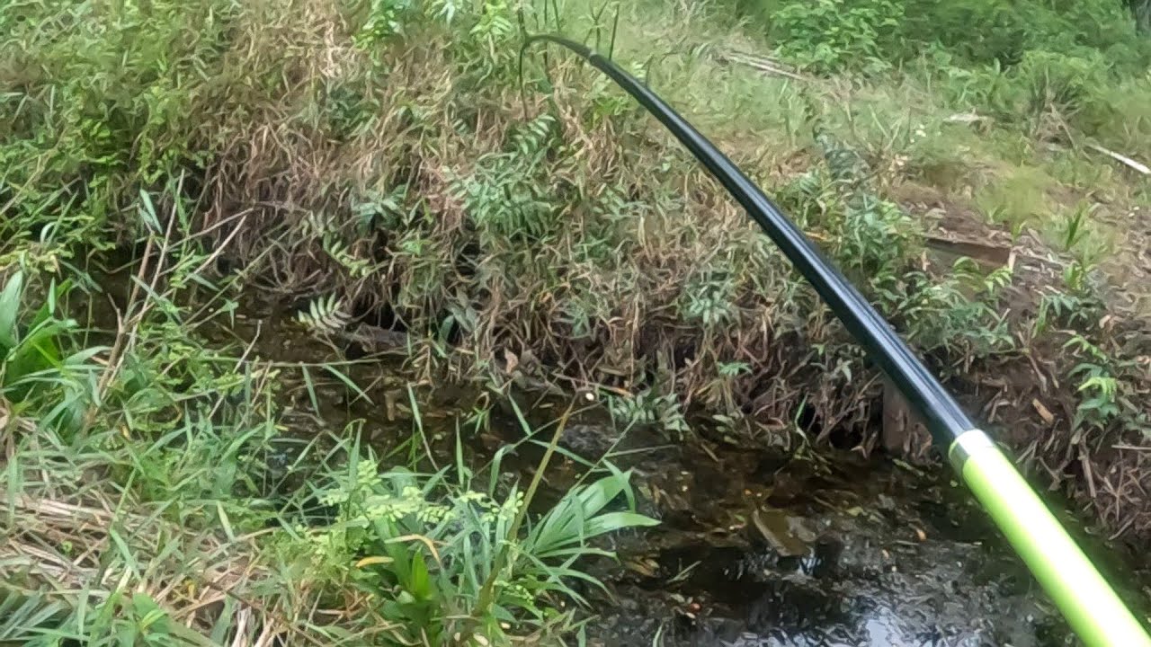 TAK SANGKA PARIT KECIL PENUH IKAN BESAR.SEKALI BALING TERUS DIMAKAN