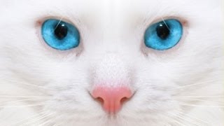 Blue Eyed Cats Pics Part 1 | Cats in Pics by Cats in Pics 6,874 views 10 years ago 3 minutes, 39 seconds