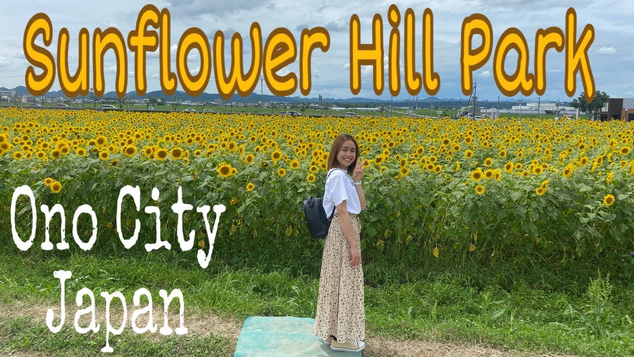 SUNFLOWER HILL PARK ONO CITY JAPAN SUNFLOWER FIELD vlog9