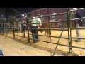 Young bull goes wild at South Texas State Fair