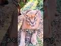 この勇敢な猫はパートナーの名誉を守るために立ち上がった