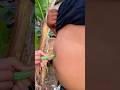 emak suntik perut kembung #diy #kreatif #viral #art #craft