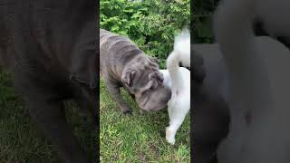 Cat walking in the garden  suddenly met Sharpei