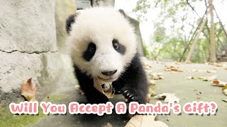 Baby Panda Presenting Gift To You | iPanda