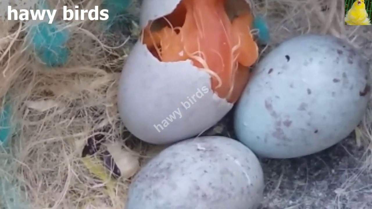 حل مشاكل عدم تفقيس بيض الكناري وموت الفراخ