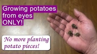 Eat your potatoes... and plant them too, using this NEW simple method!