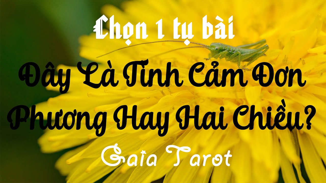 Chọn 1 Tụ Bài - Đây Là Tình Cảm Đơn Phương Hay Hai Chiều? - Gaia Tarot